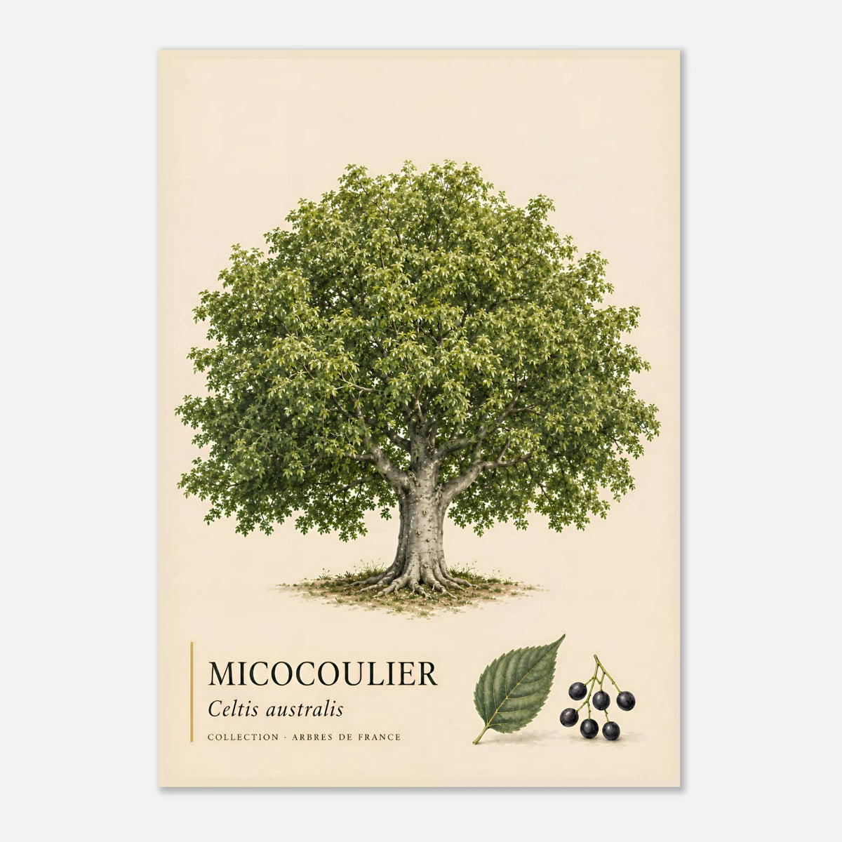 Micocoulier - Collection Arbres de France