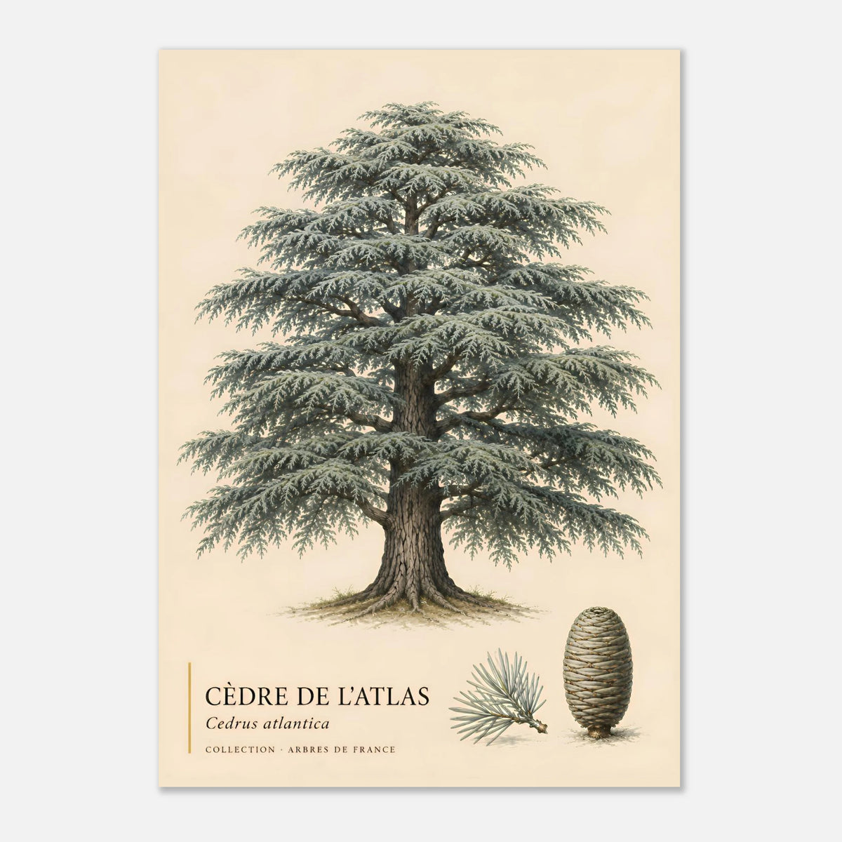 Cèdre de l'Atlas | Collection Arbres de France