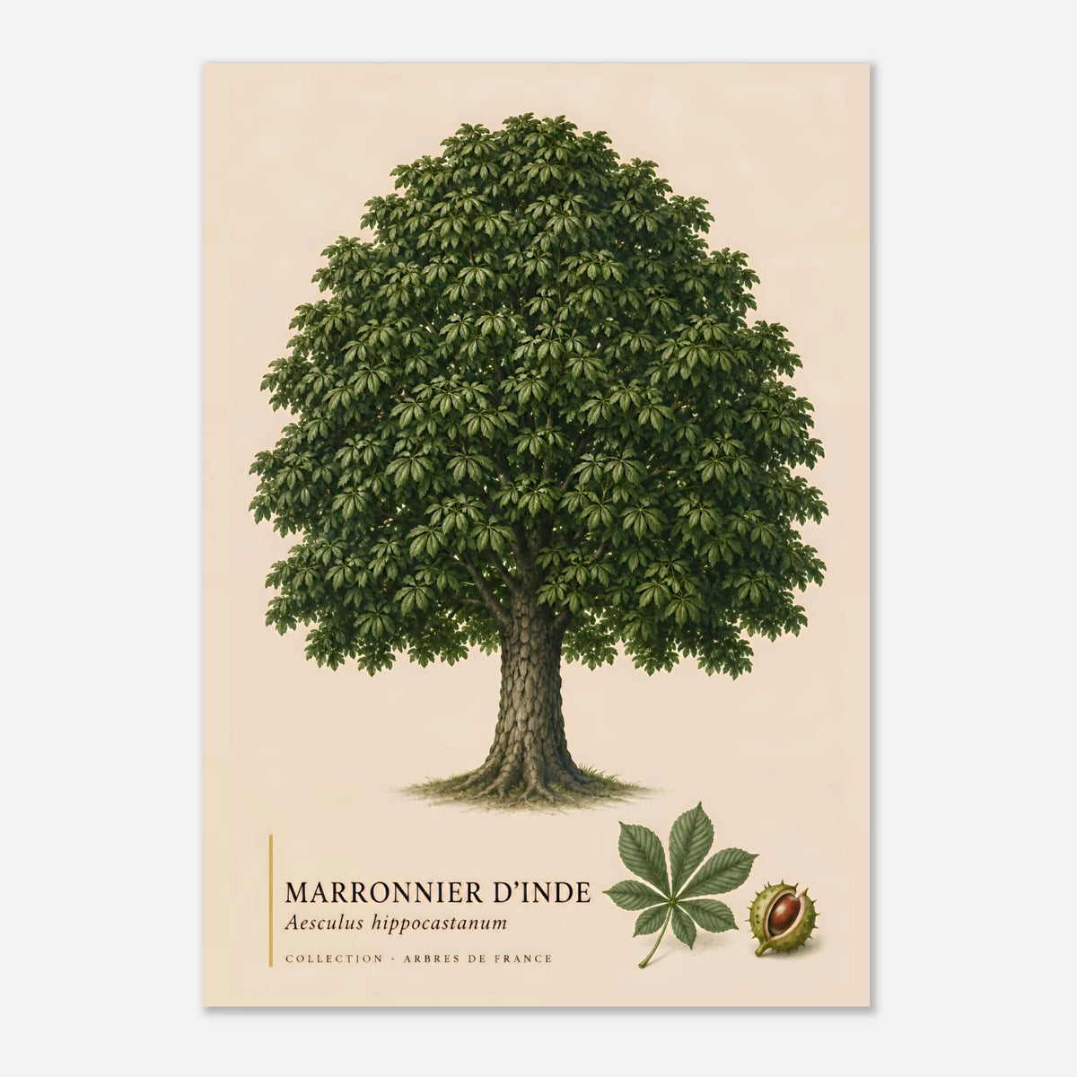 Marronnier d'Inde | Collection Arbres de France