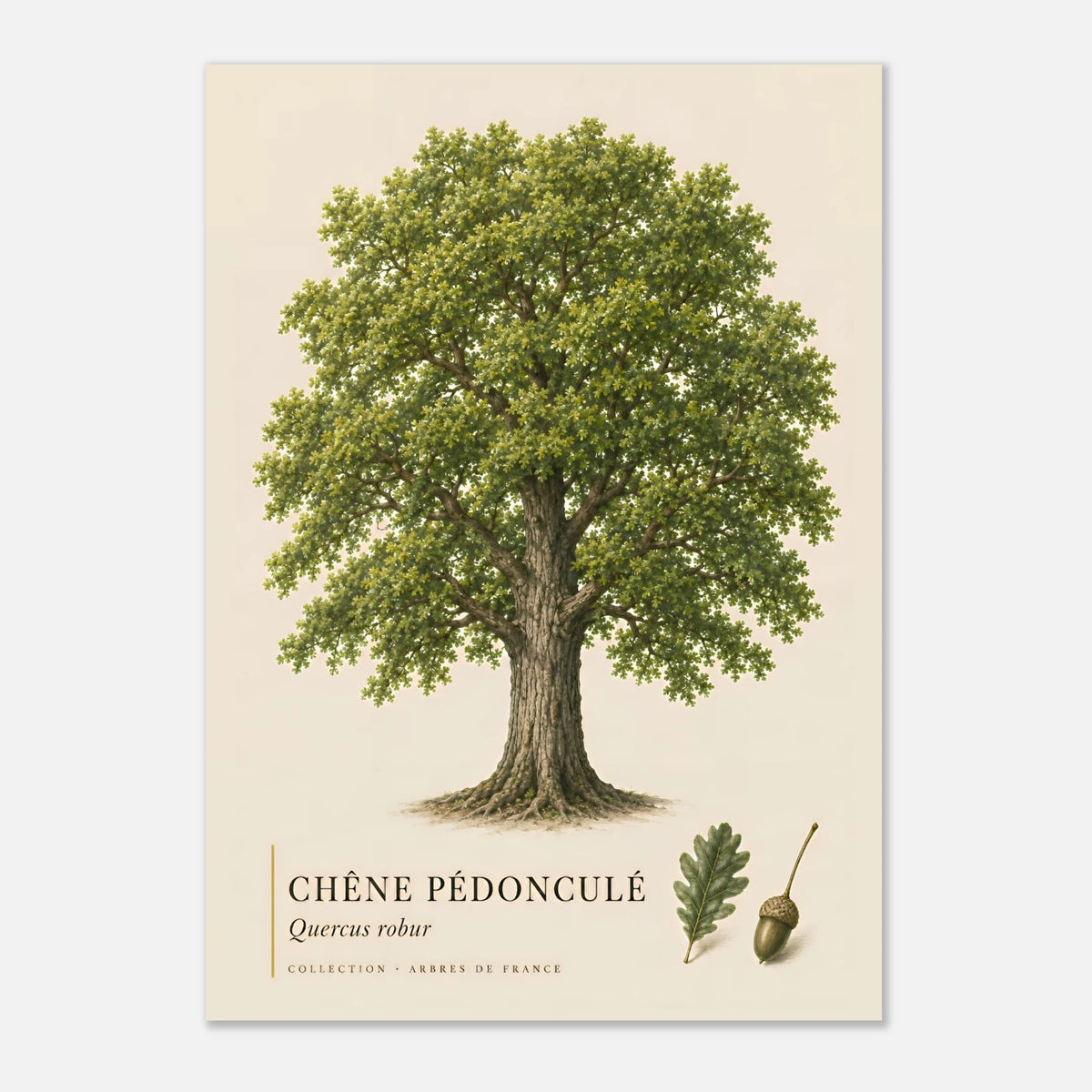 Chêne Pédonculé | Collection Arbres de France