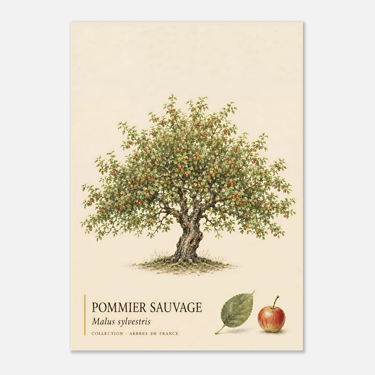 Pommier Sauvage - Collection Arbres de France