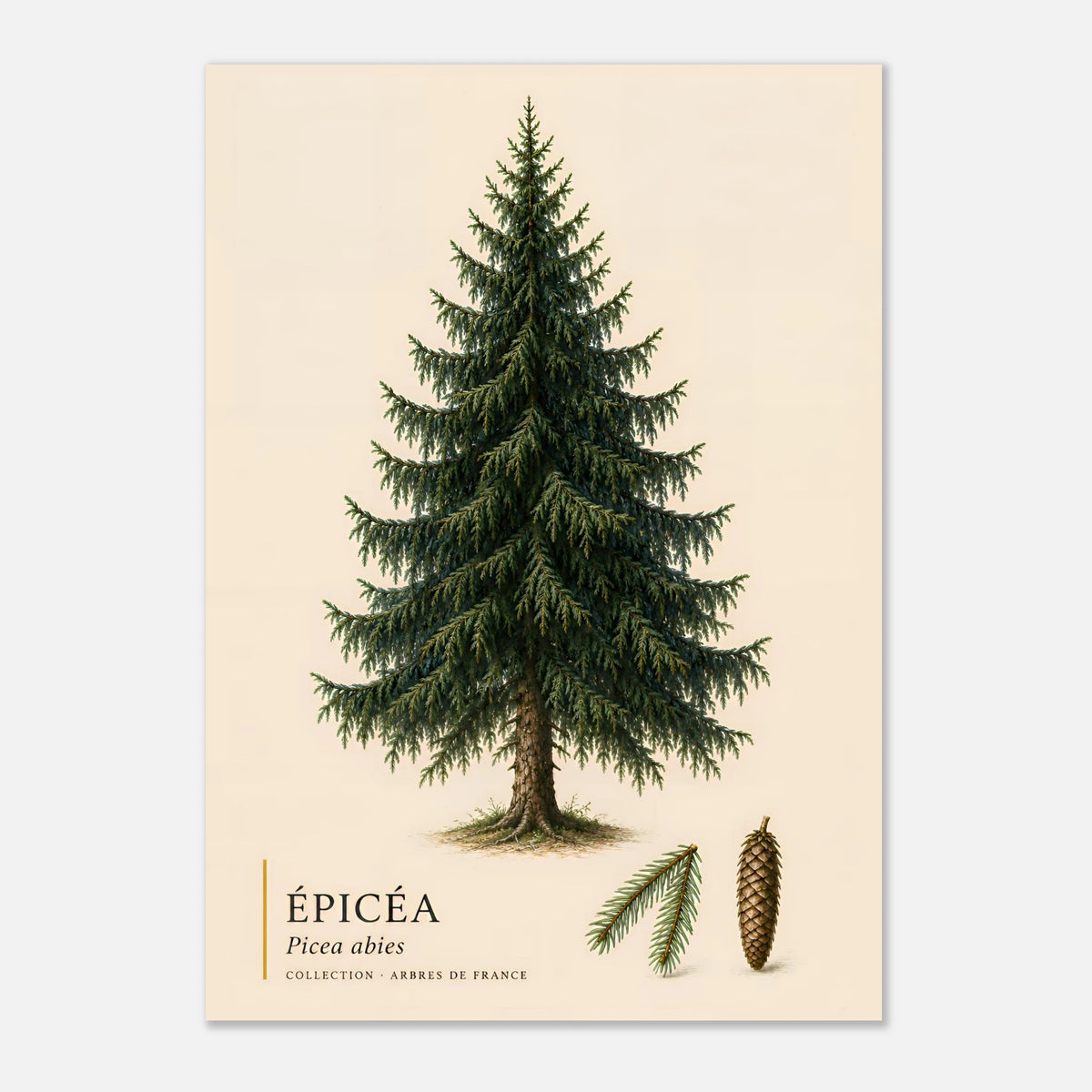 Épicéa - Collection Arbres de France