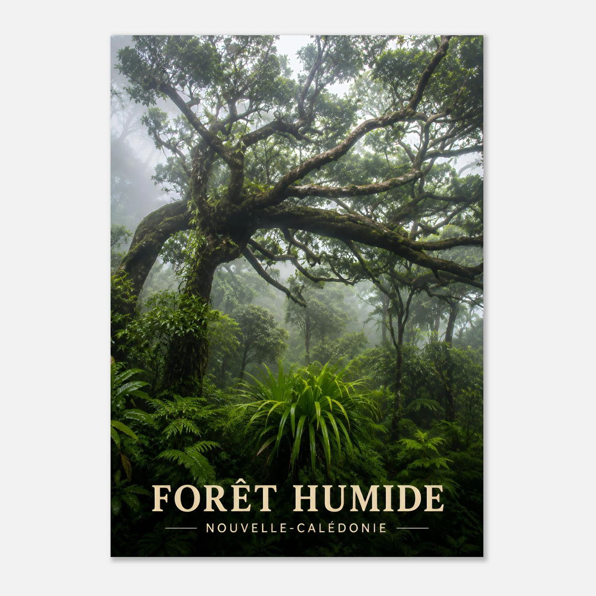 Forêt Humide | Nouvelle-Calédonie