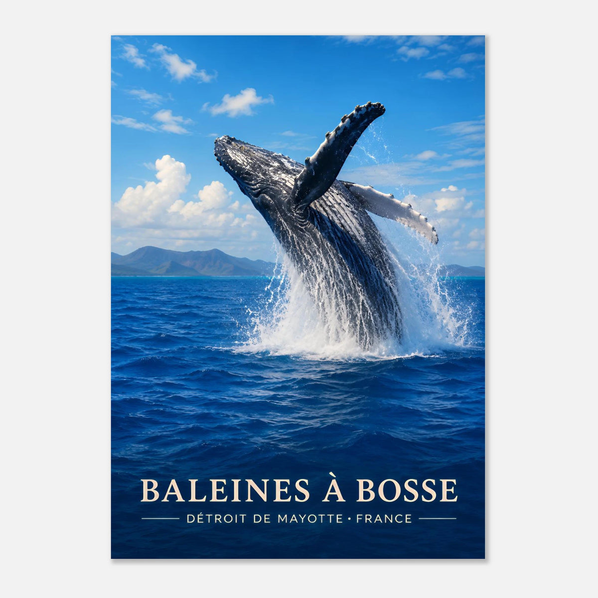 Baleines à Bosse | Mayotte