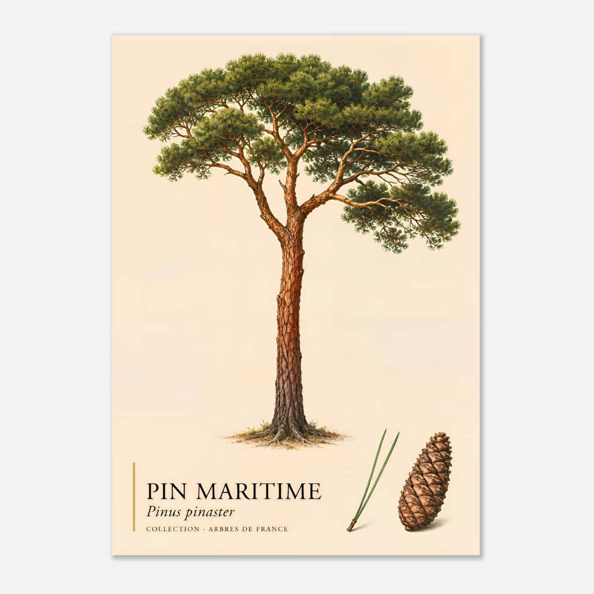 Pin Maritime | Collection Arbres de France