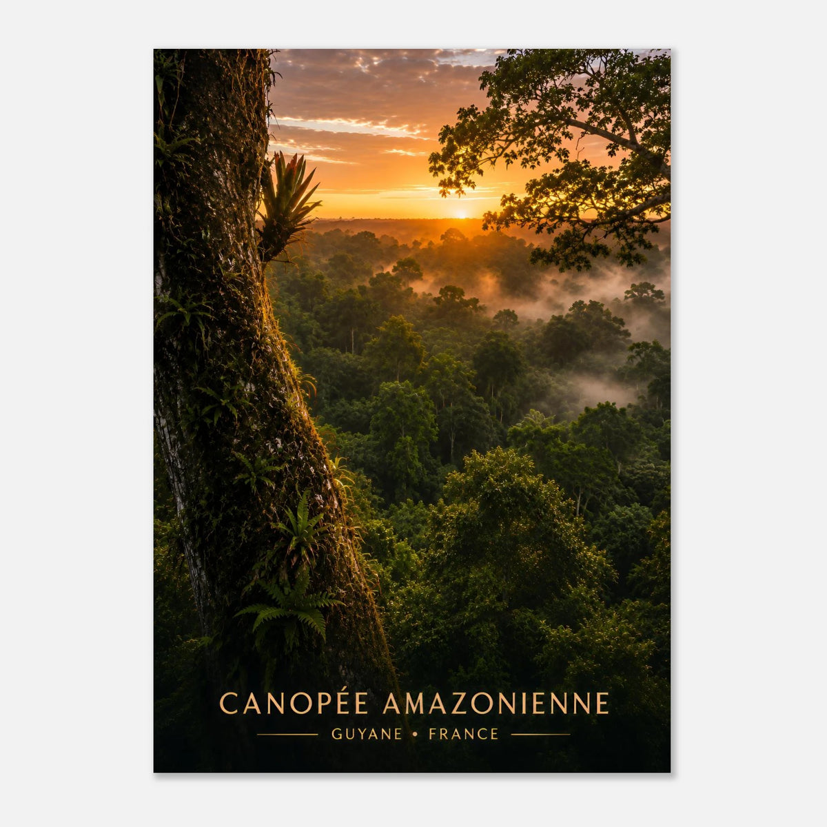 Canopée Amazonienne | Guyane