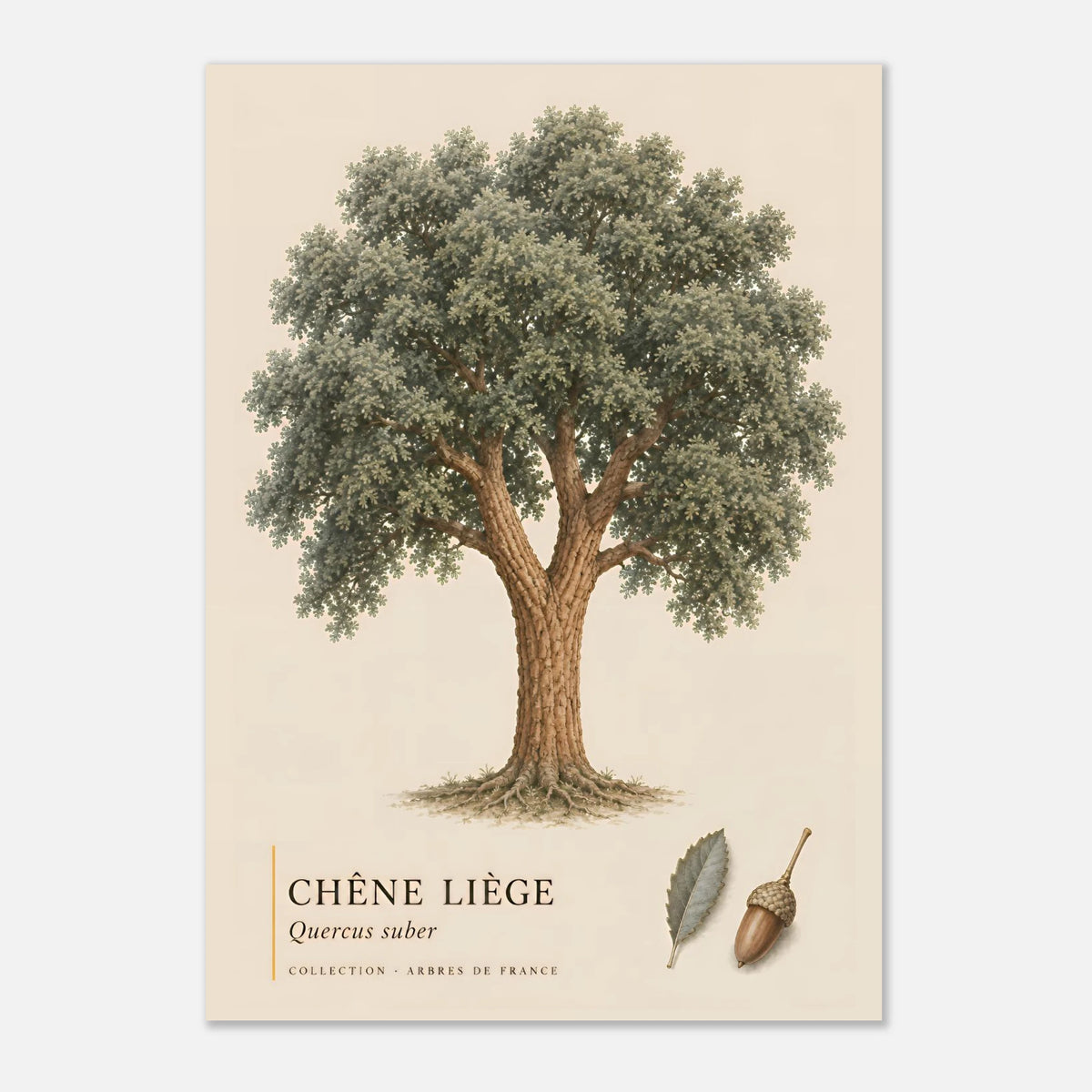 Chêne Liège | Collection Arbres de France