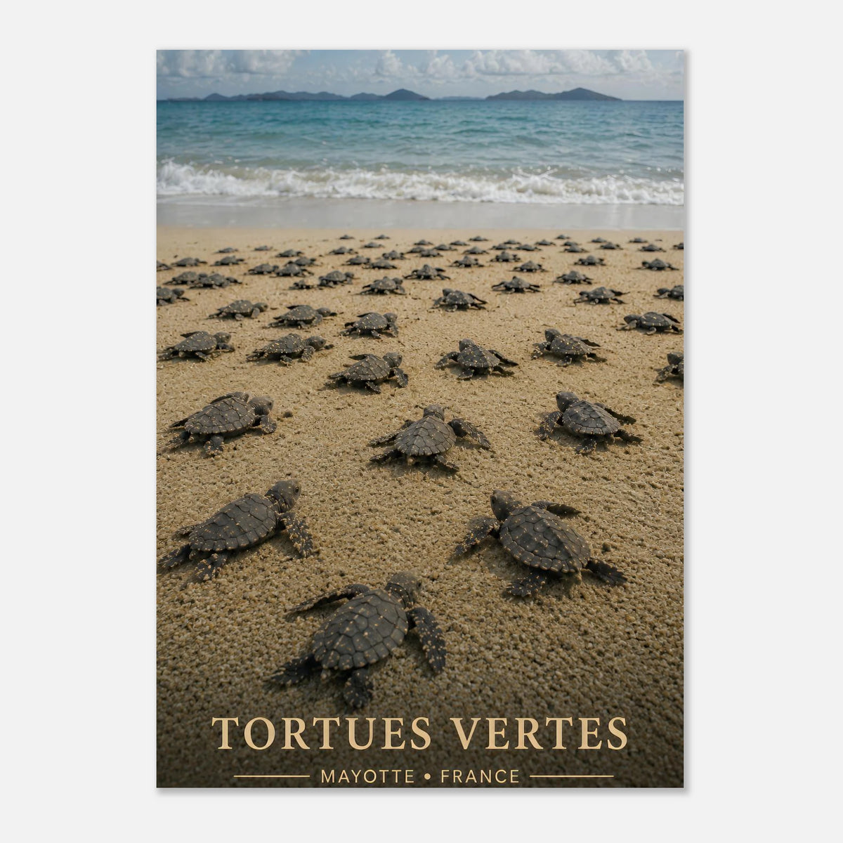 Bébé Tortues Marines | Mayotte