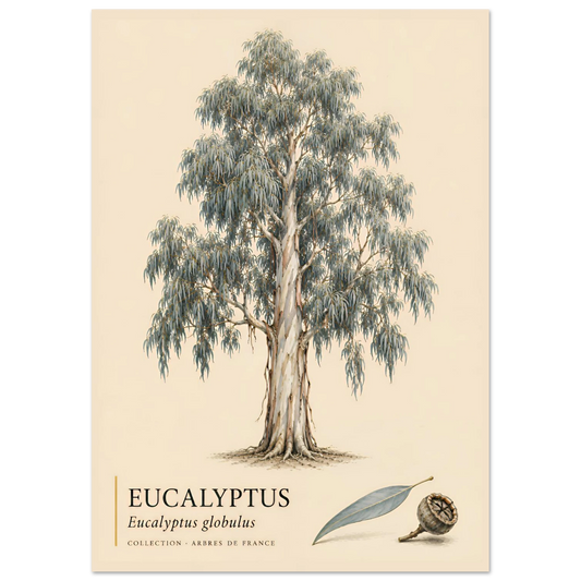 Eucalyptus - Collection Arbres de France