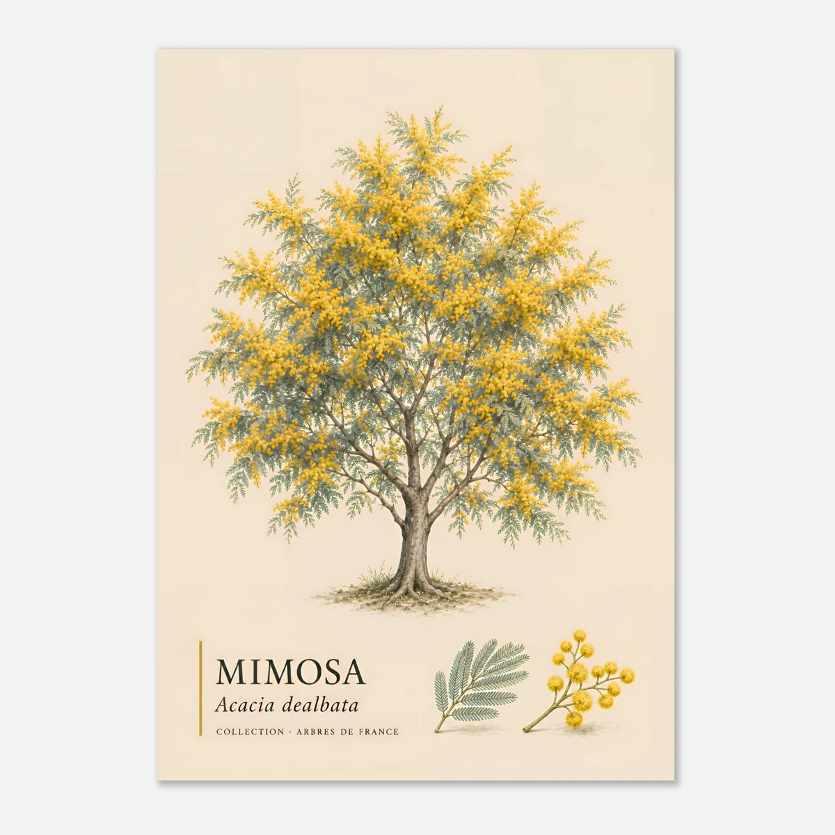Mimosa | Collection Arbres de France