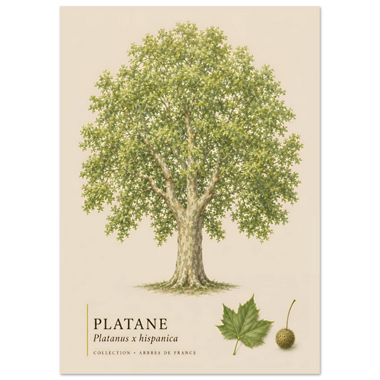 Platane | Collection Arbres de France