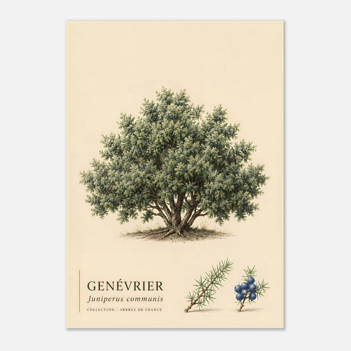 Genévrier | Collection Arbres de France
