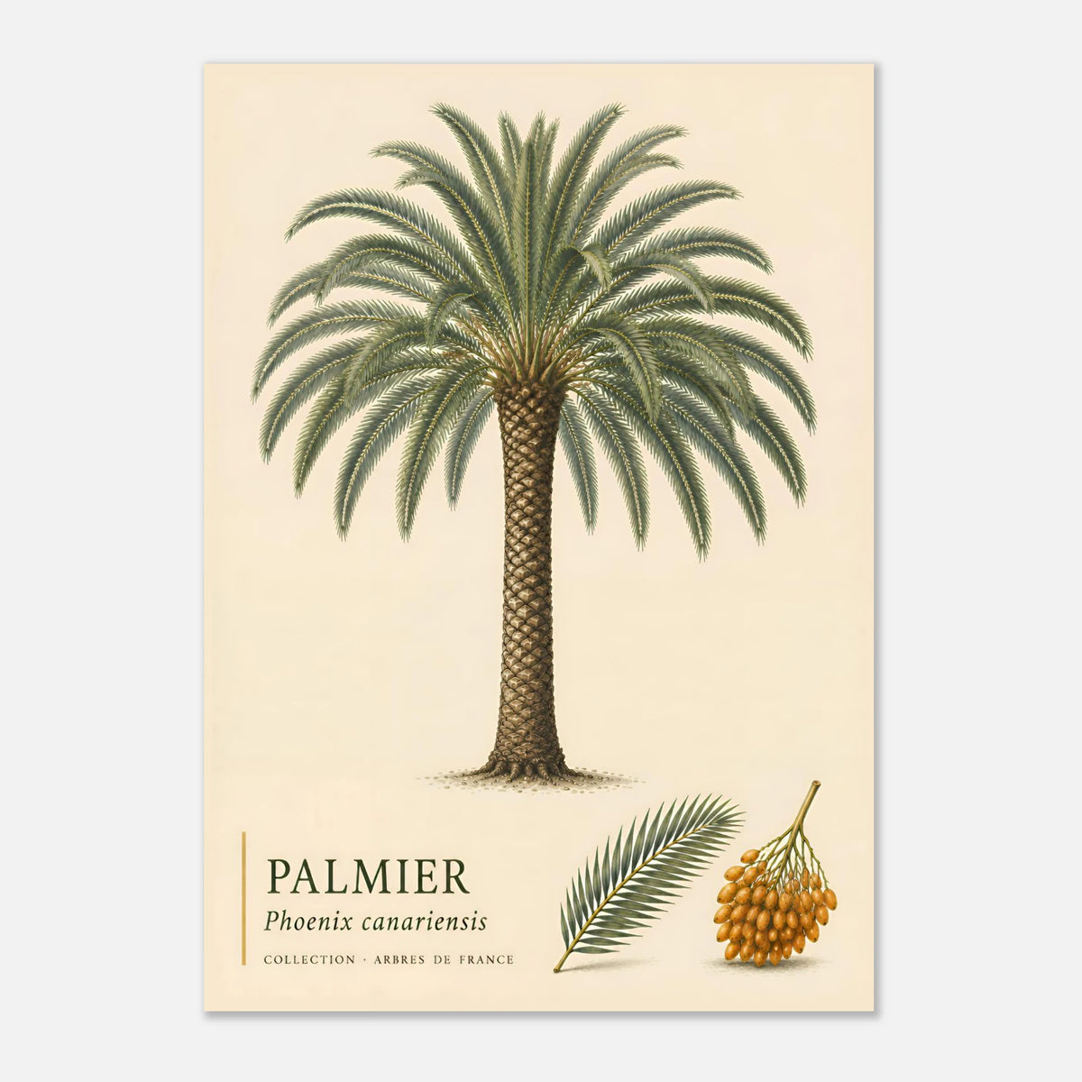 Palmier | Collection Arbres de France