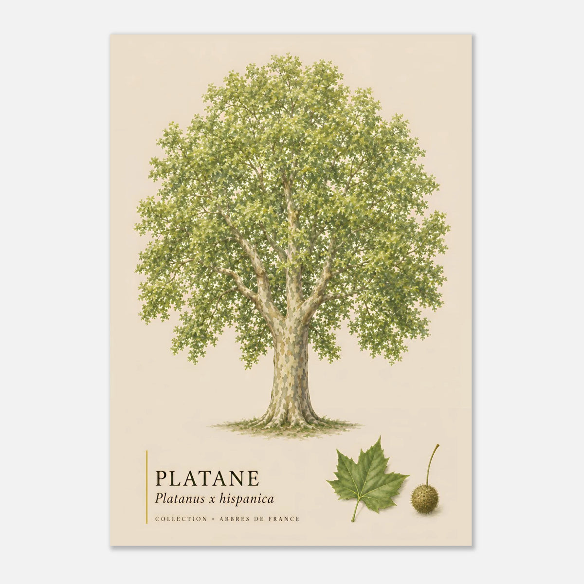 Platane | Collection Arbres de France