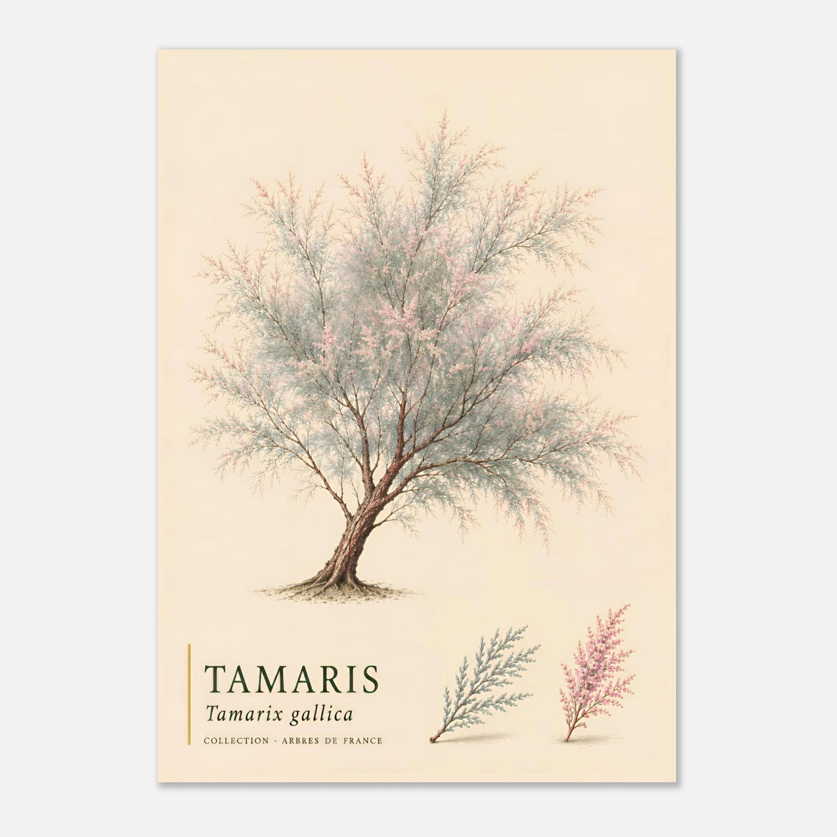 Tamaris | Collection Arbres de France