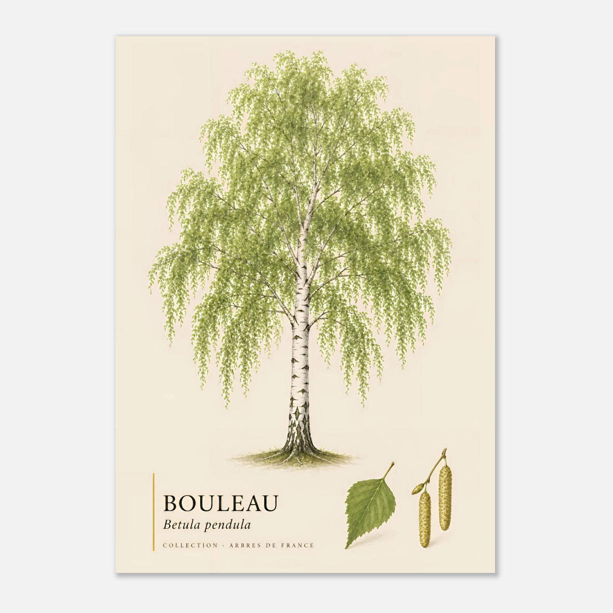 Bouleau | Collection Arbres de France