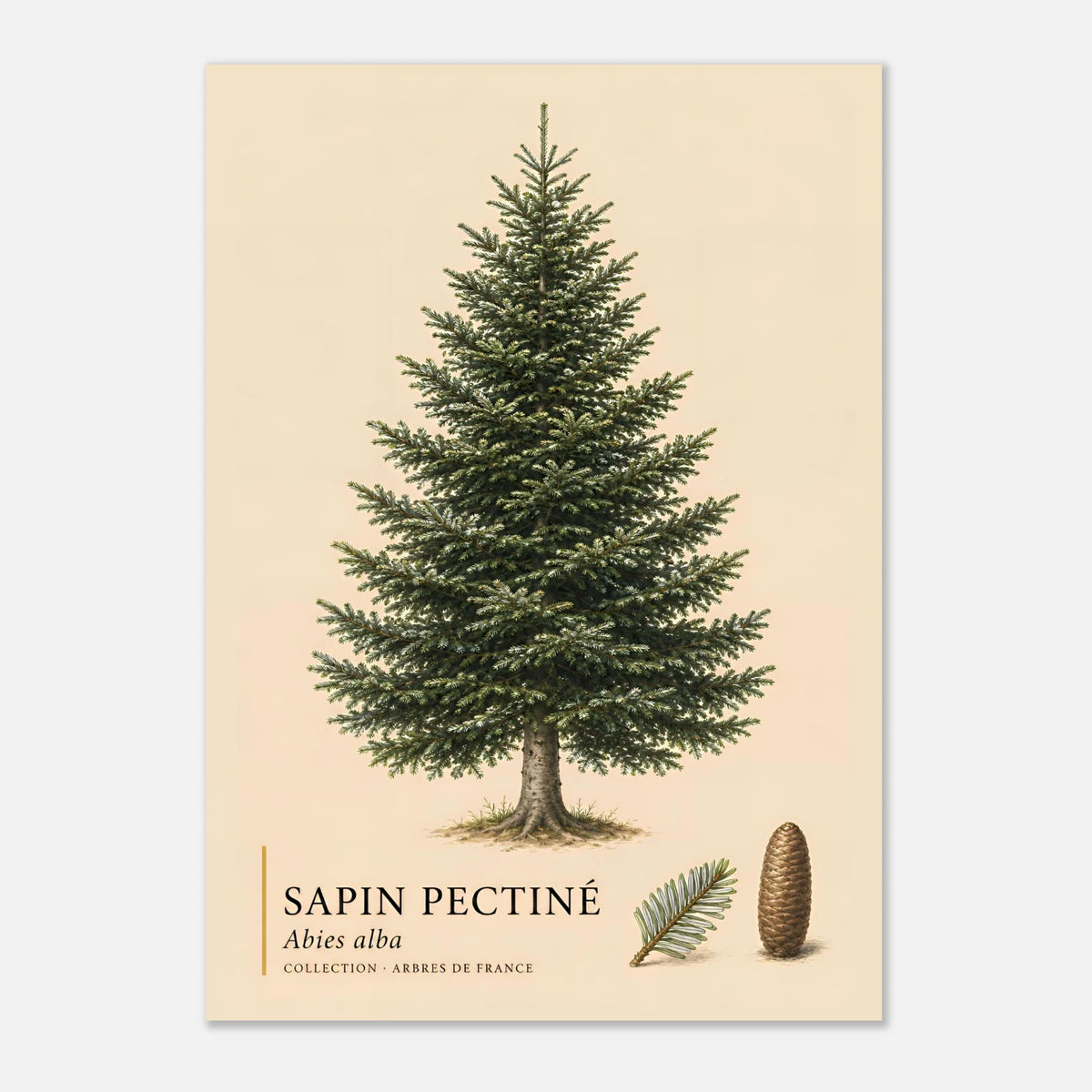 Sapin Pectiné | Collection Arbres de France