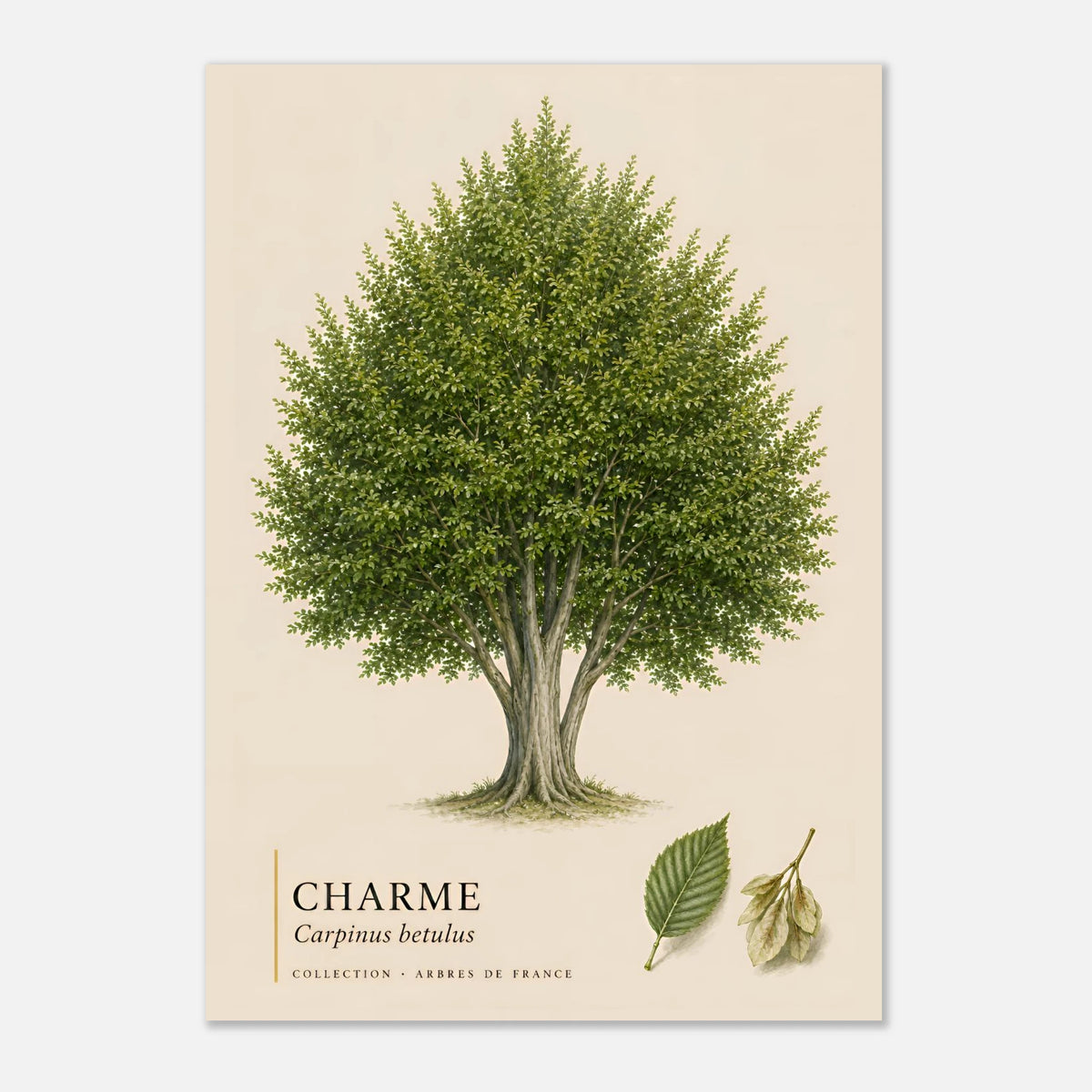 Charme | Collection Arbres de France