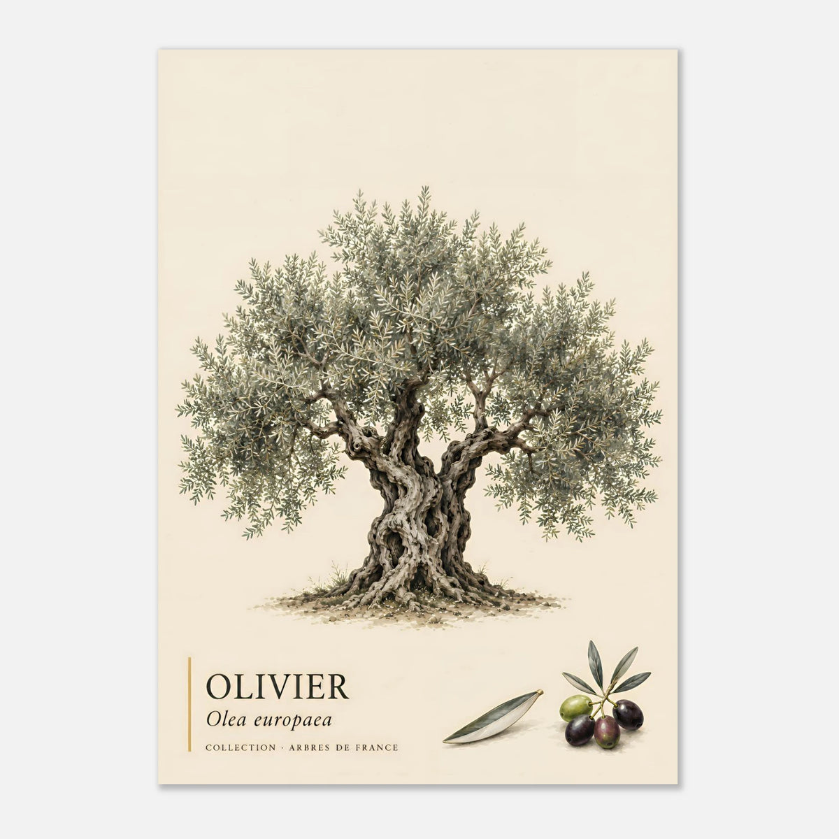 Poster Olivier - Collection Arbres de France