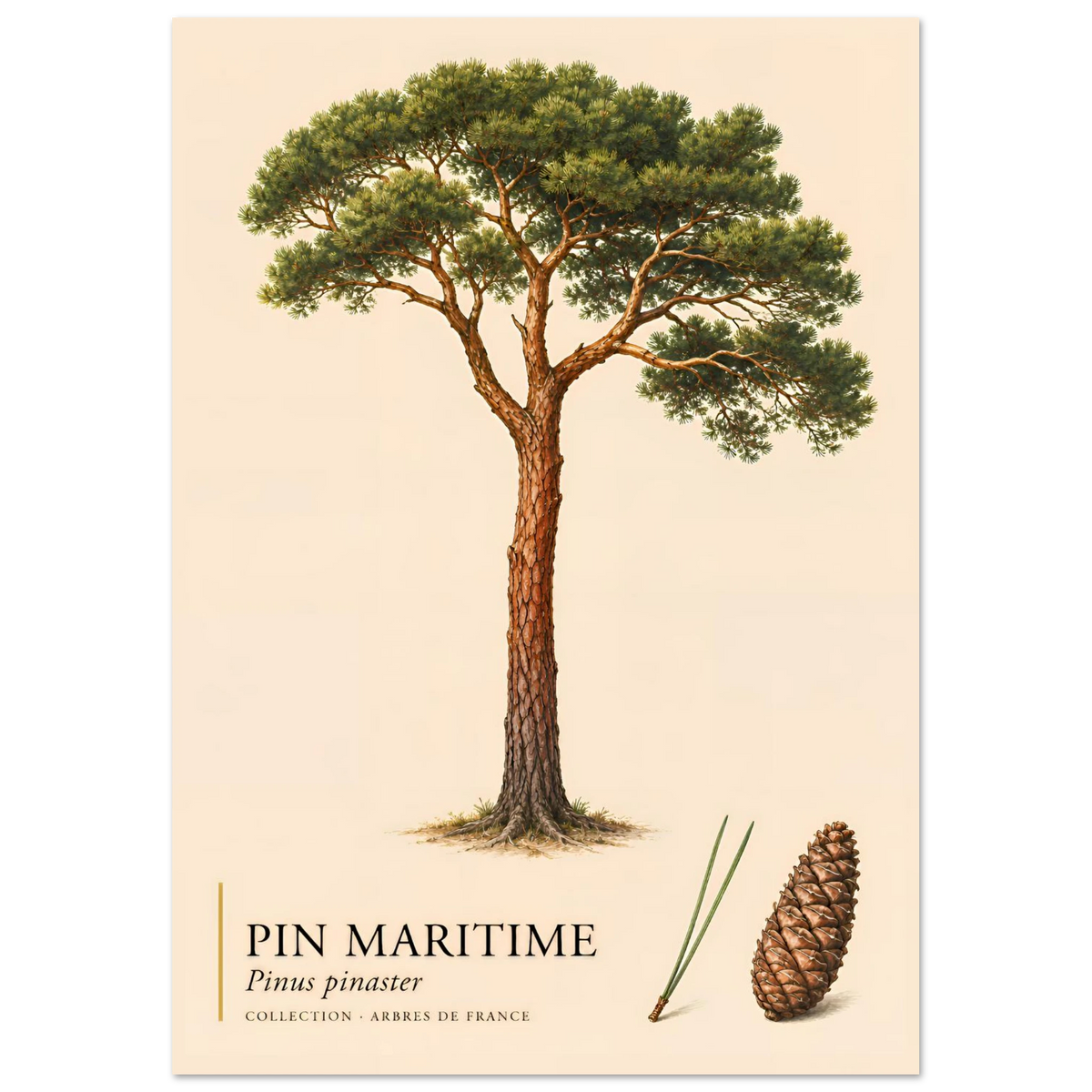 Pin Maritime | Collection Arbres de France