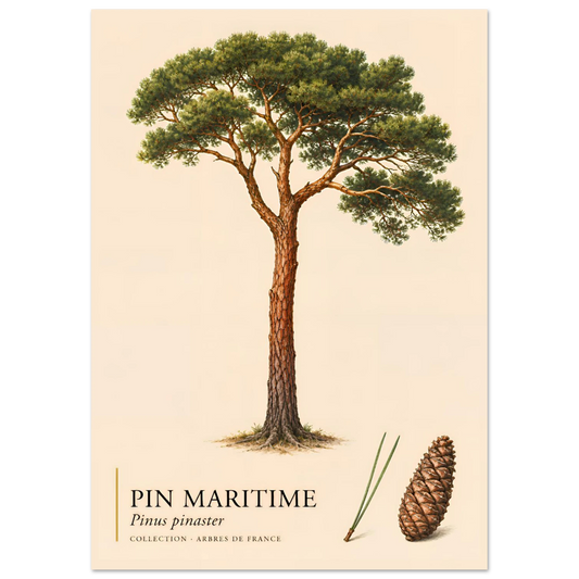 Pin Maritime | Collection Arbres de France