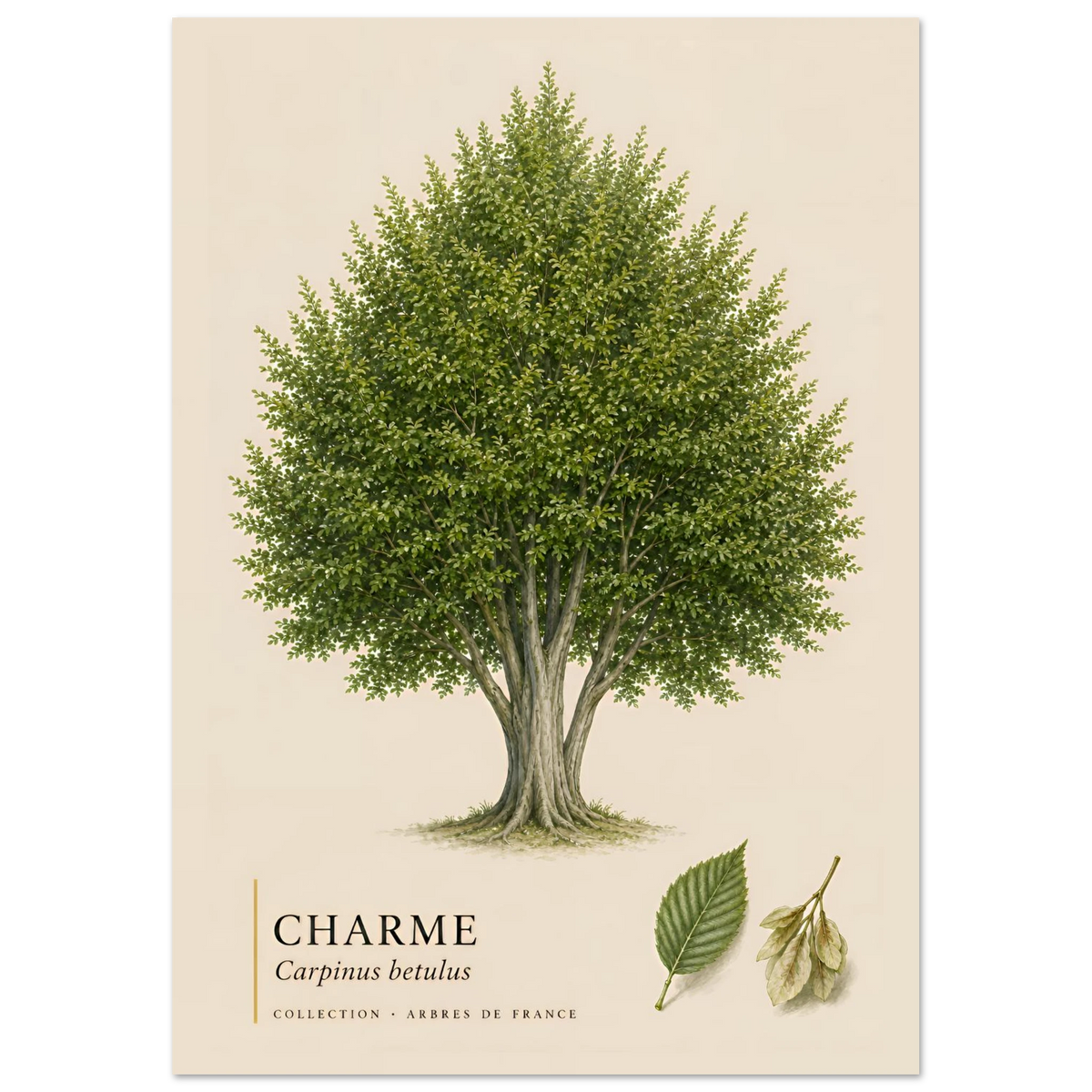 Charme | Collection Arbres de France