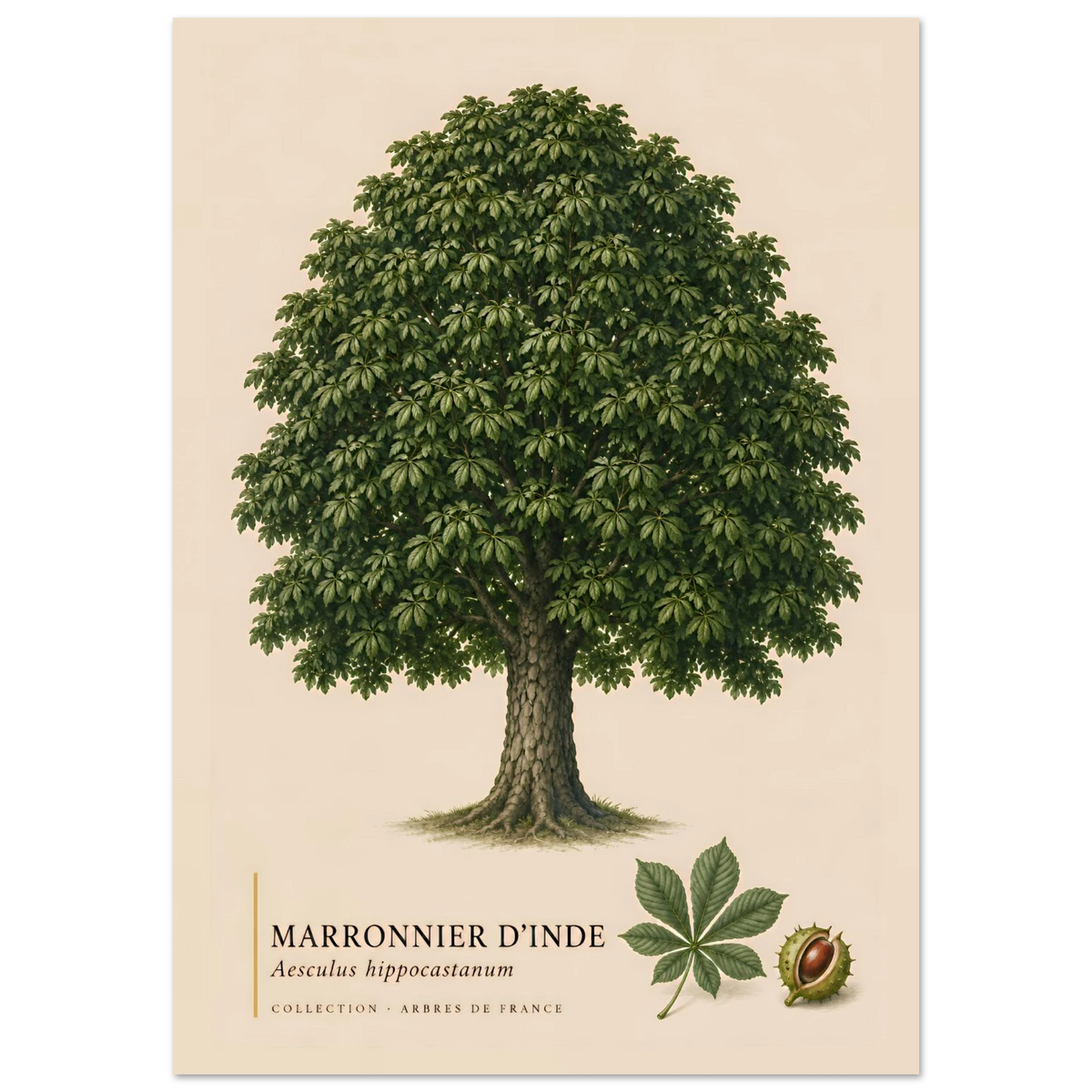 Marronnier d'Inde | Collection Arbres de France