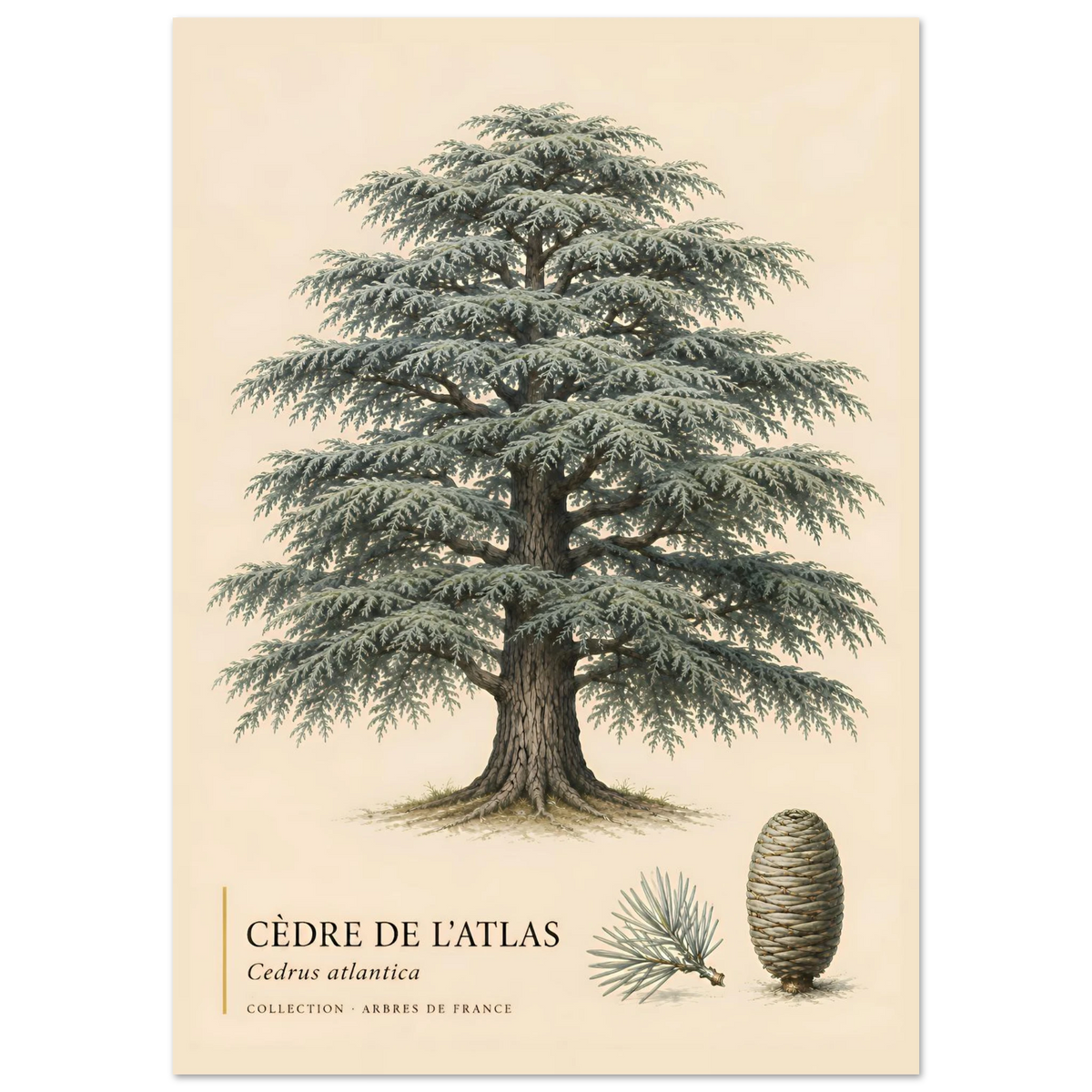 Cèdre de l'Atlas | Collection Arbres de France