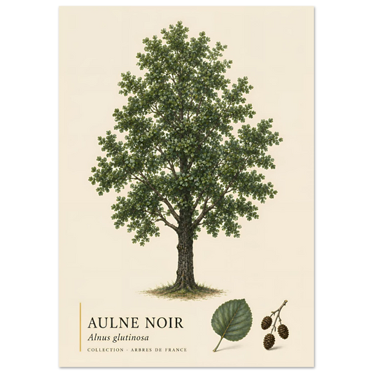 Aulne Noir - Collection Arbres de France