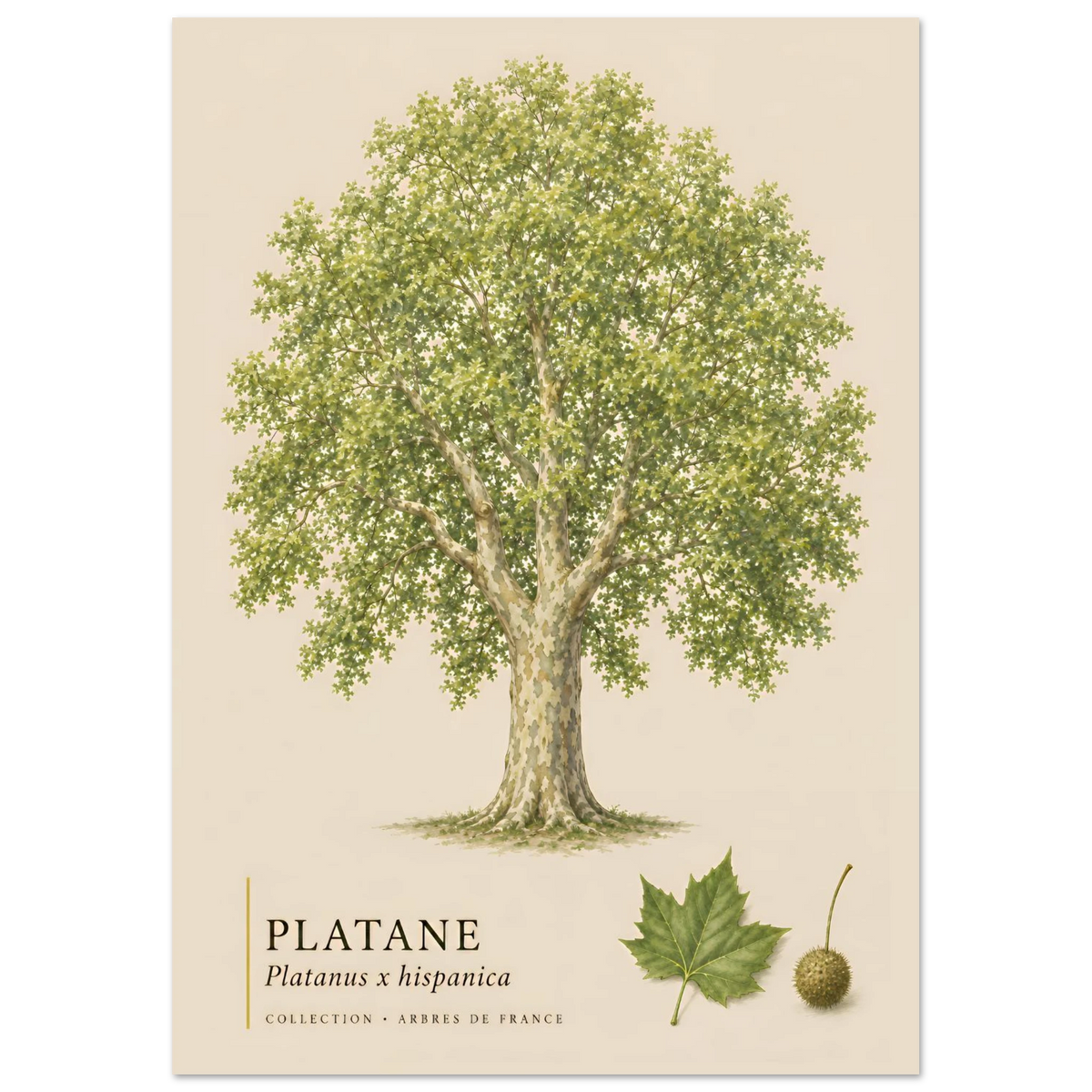 Platane | Collection Arbres de France