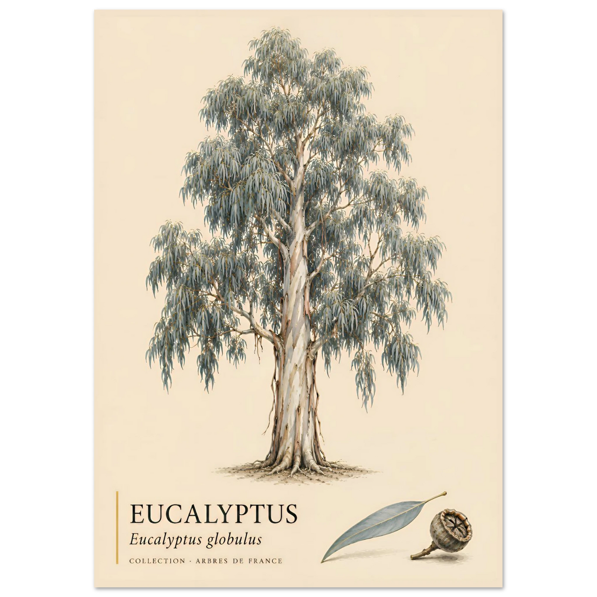 Eucalyptus - Collection Arbres de France
