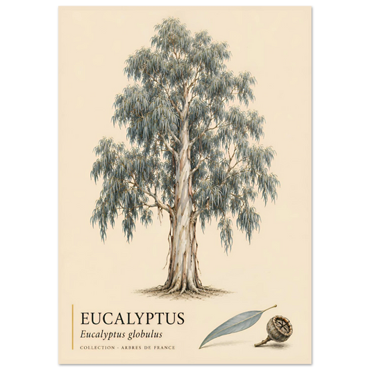 Eucalyptus - Collection Arbres de France