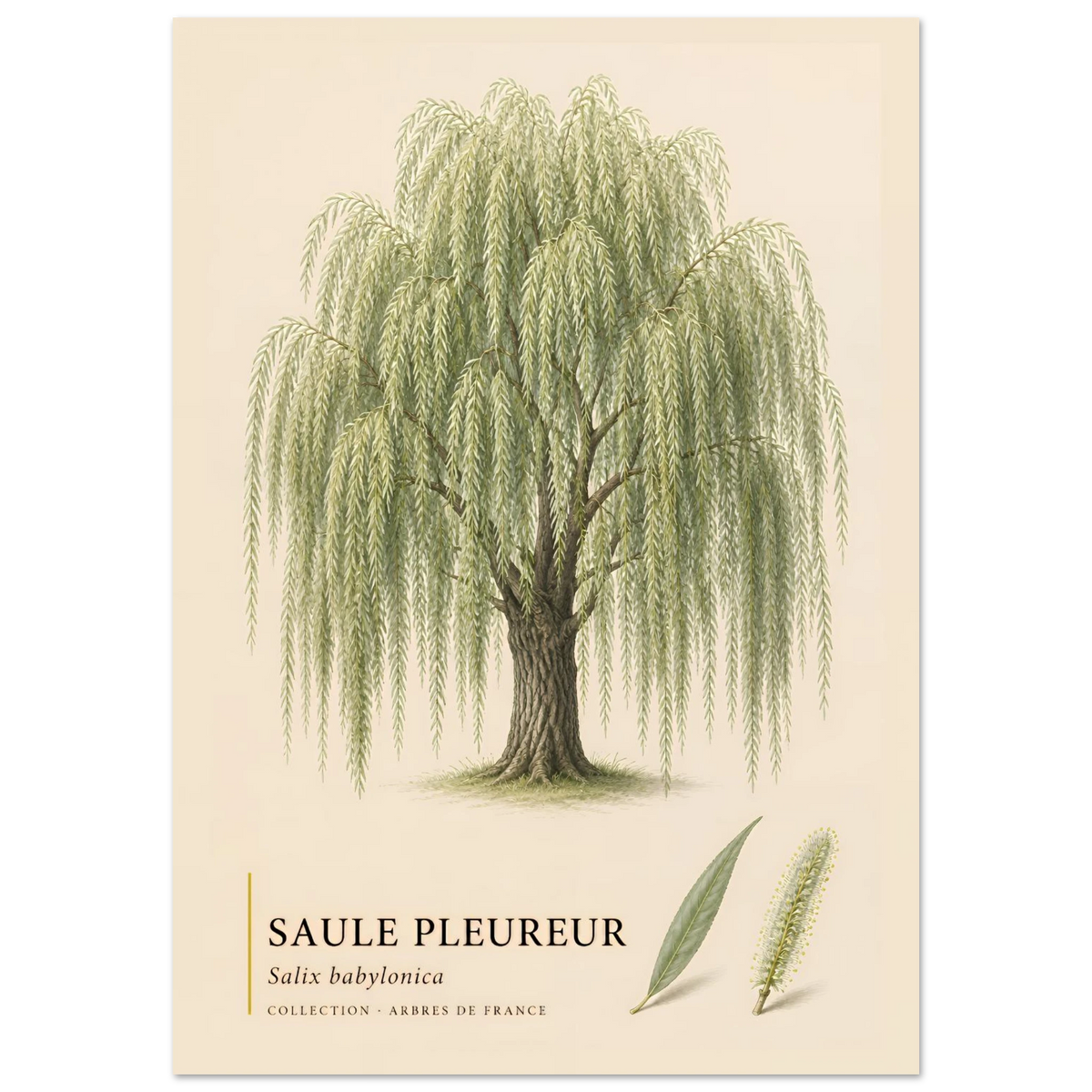 Saule Pleureur | Collection Arbres de France