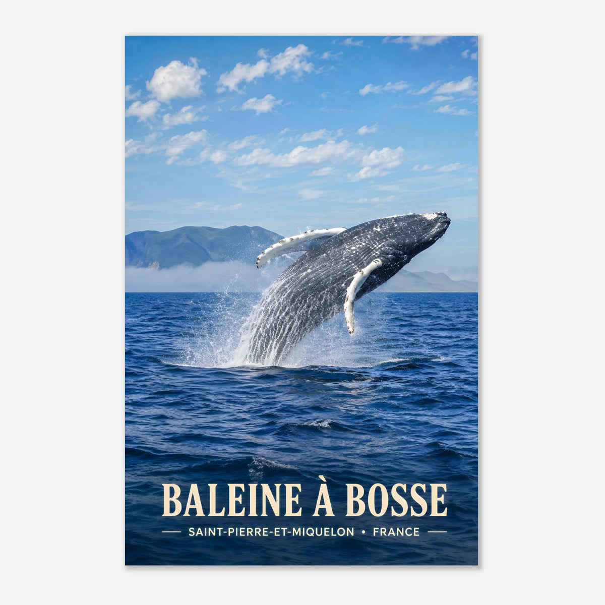 Baleine à Bosse | Saint-Pierre-et-Miquelon
