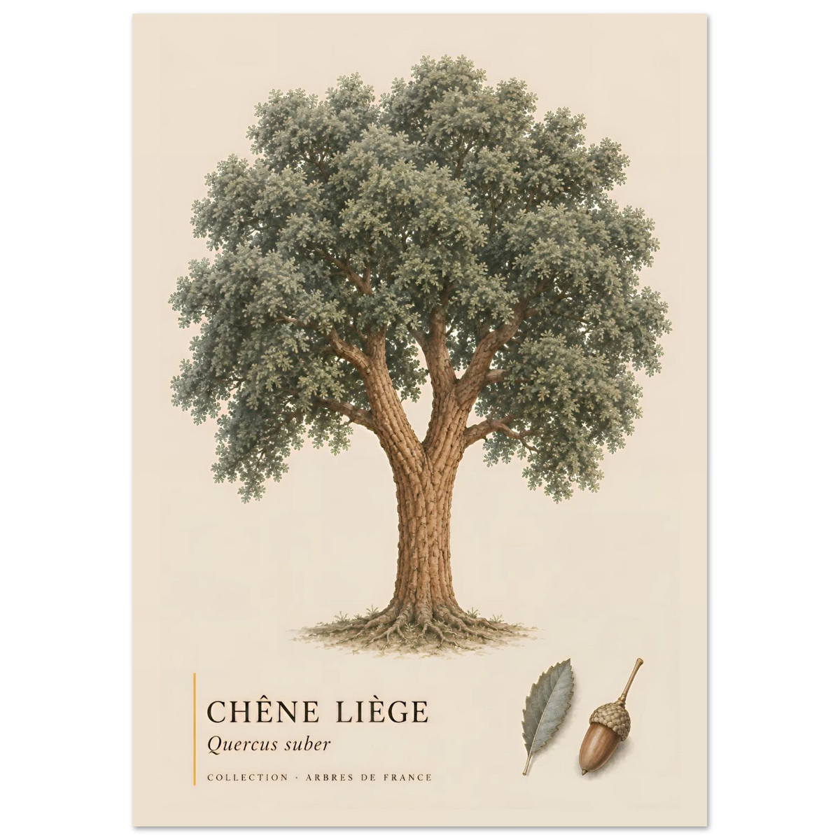 Chêne Liège | Collection Arbres de France