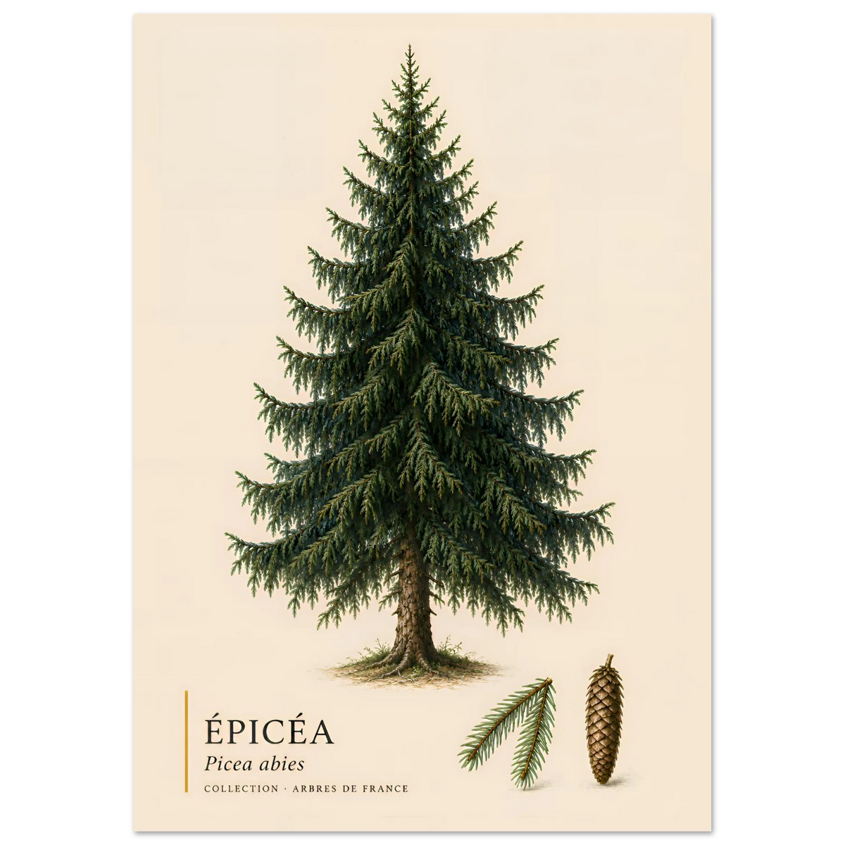 Épicéa - Collection Arbres de France