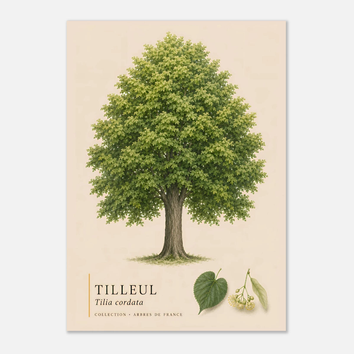 Tilleul | Collection Arbres de France