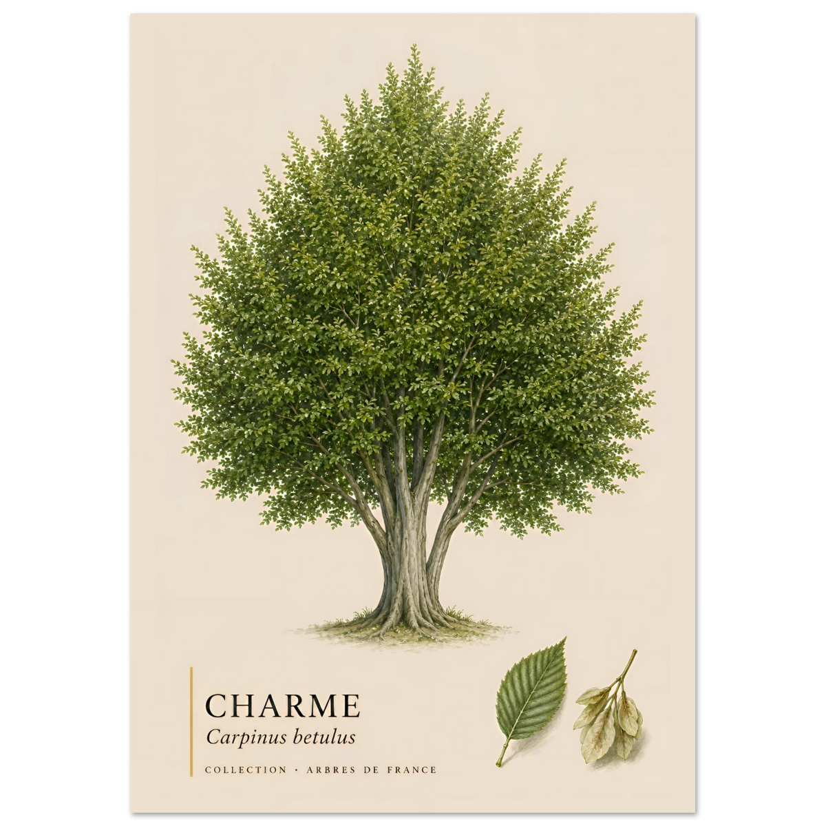 Charme | Collection Arbres de France
