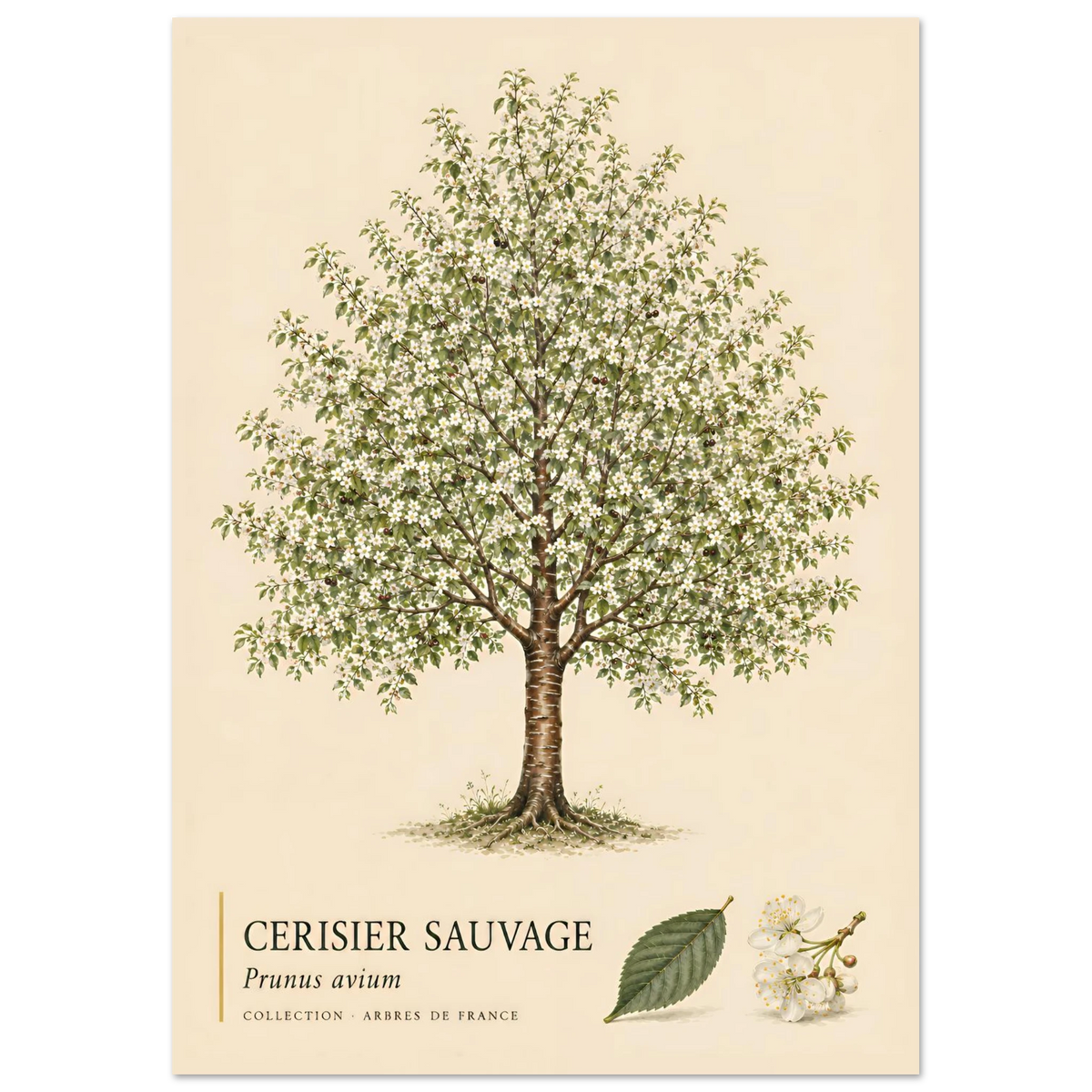 Cerisier Sauvage | Collection Arbres de France