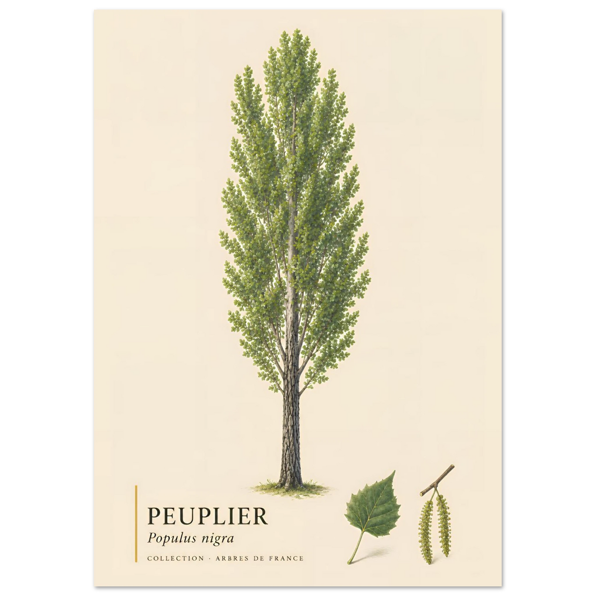 Peuplier Noir - Collection Arbres de France