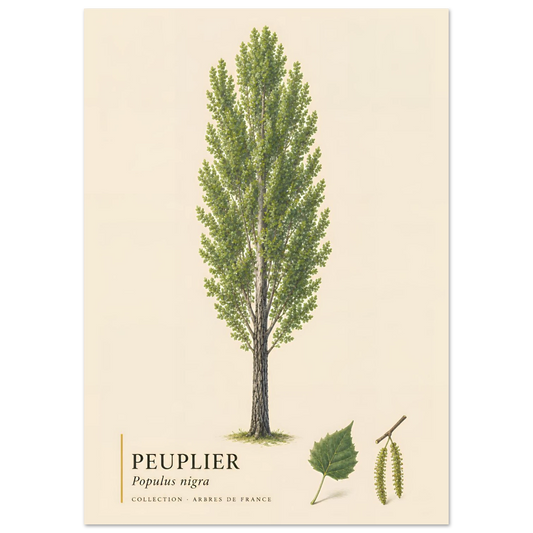 Peuplier Noir - Collection Arbres de France