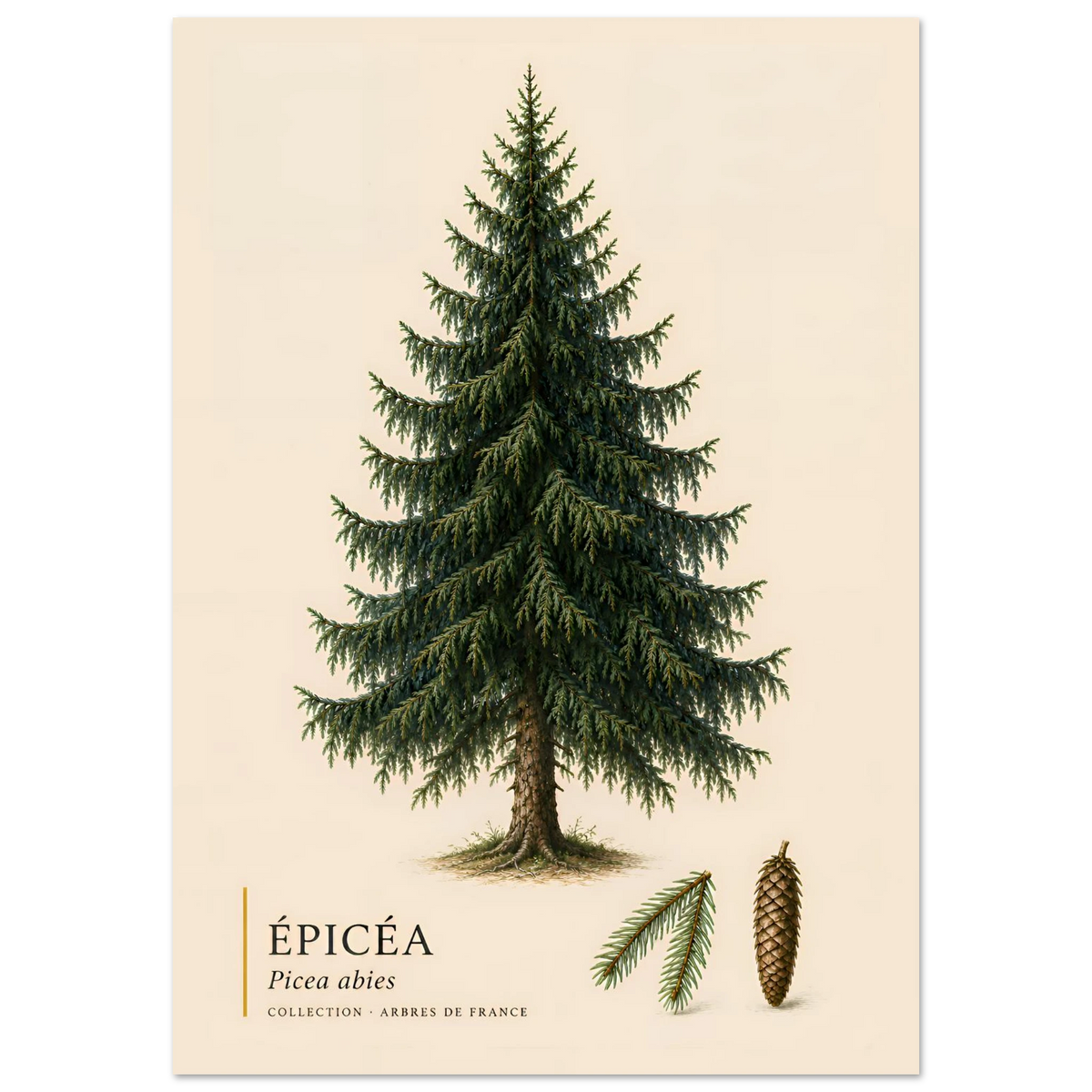 Épicéa - Collection Arbres de France