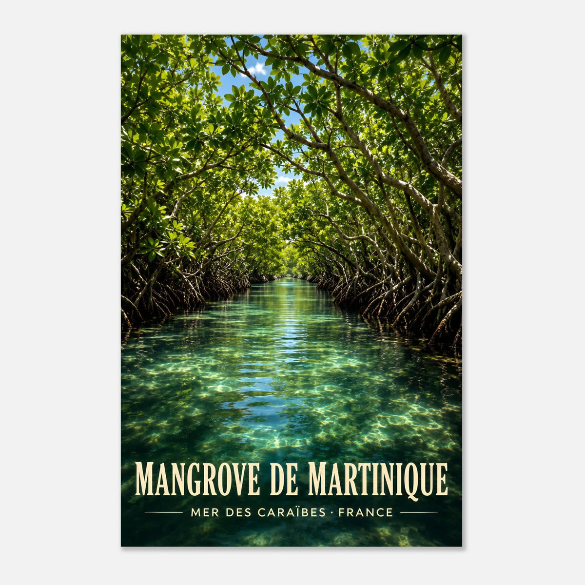 Mangrove de la Baie de Génipa, Trois-Îlets | Martinique