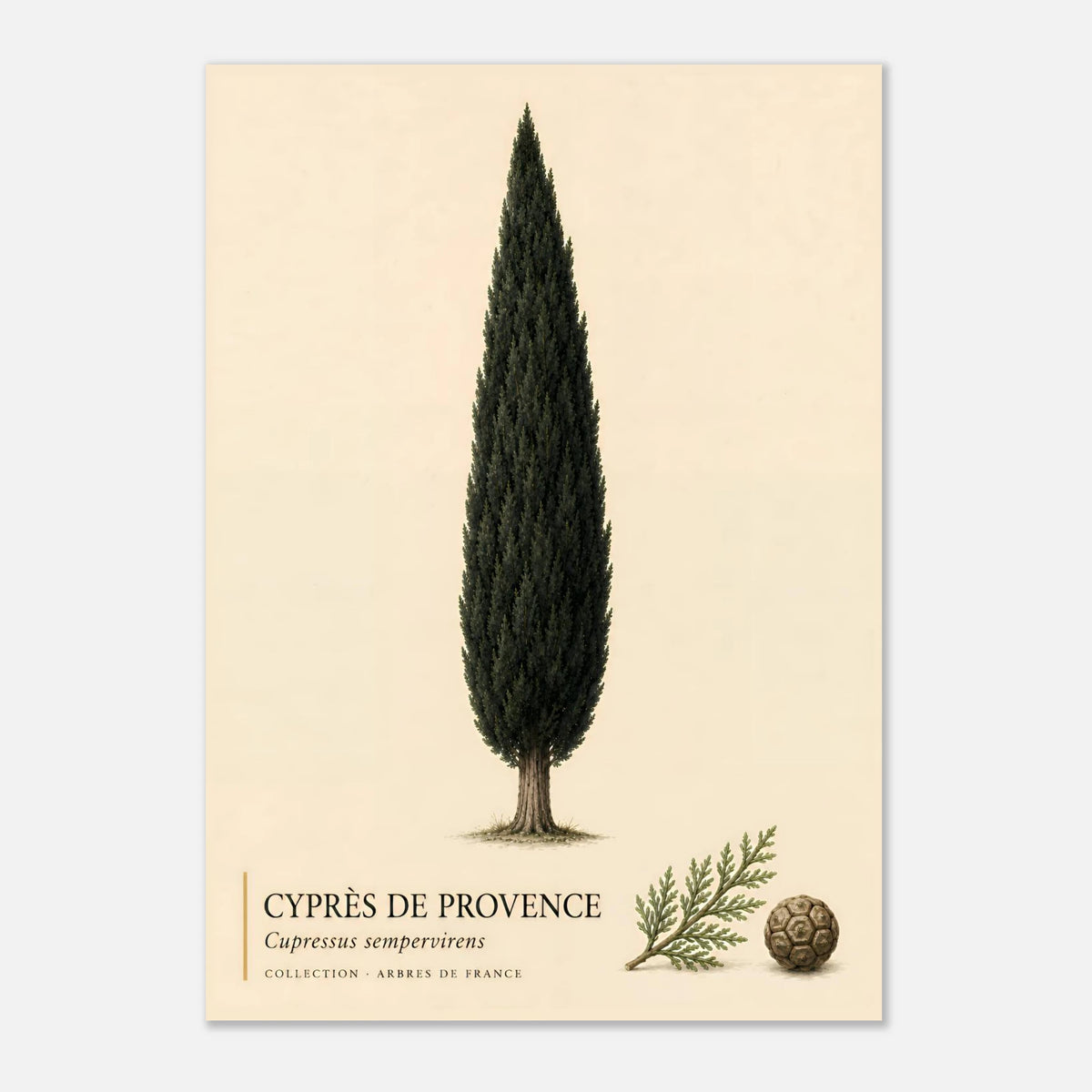 Cyprès de Provence - Collection Arbres de France