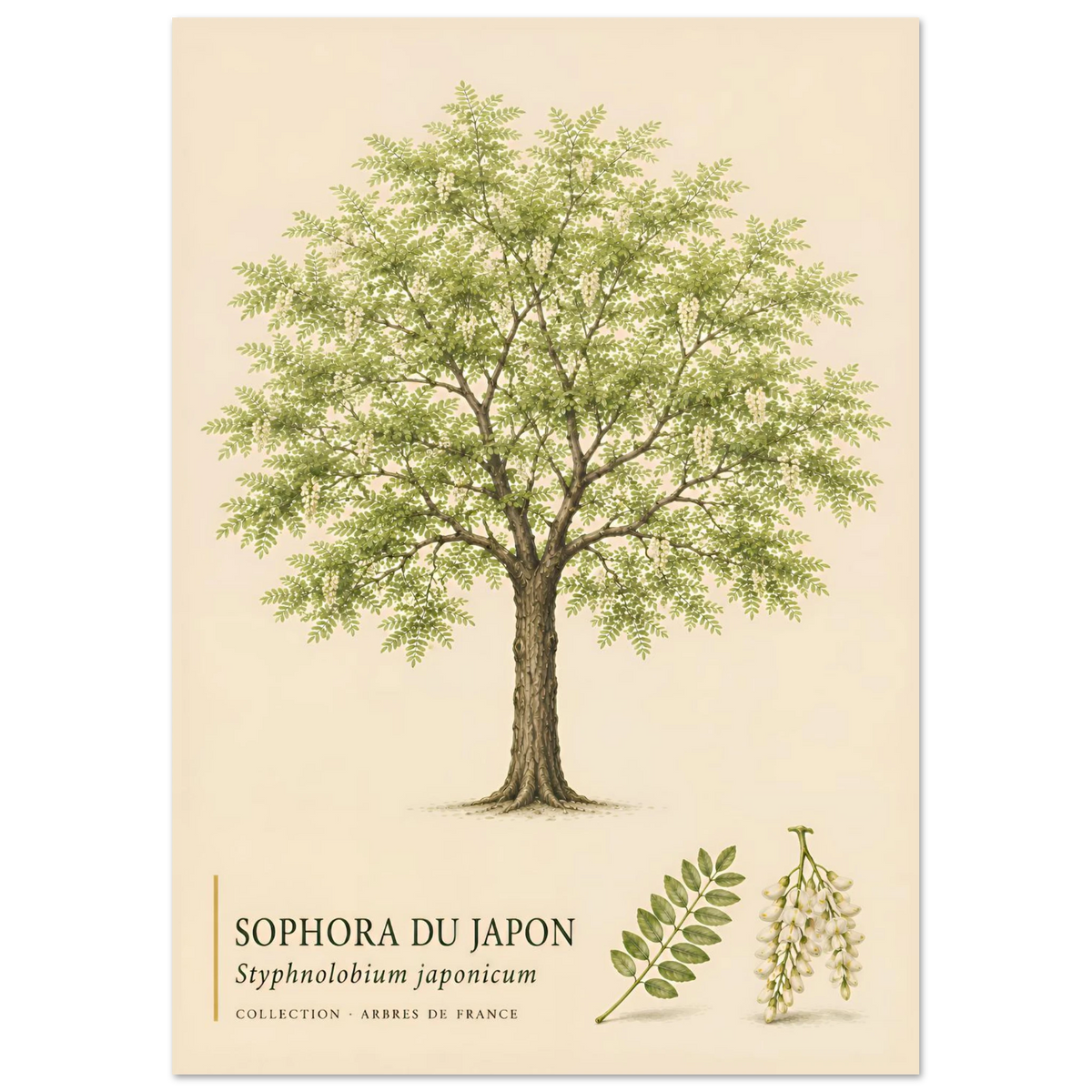 Sophora du Japon | Collection Arbres de France