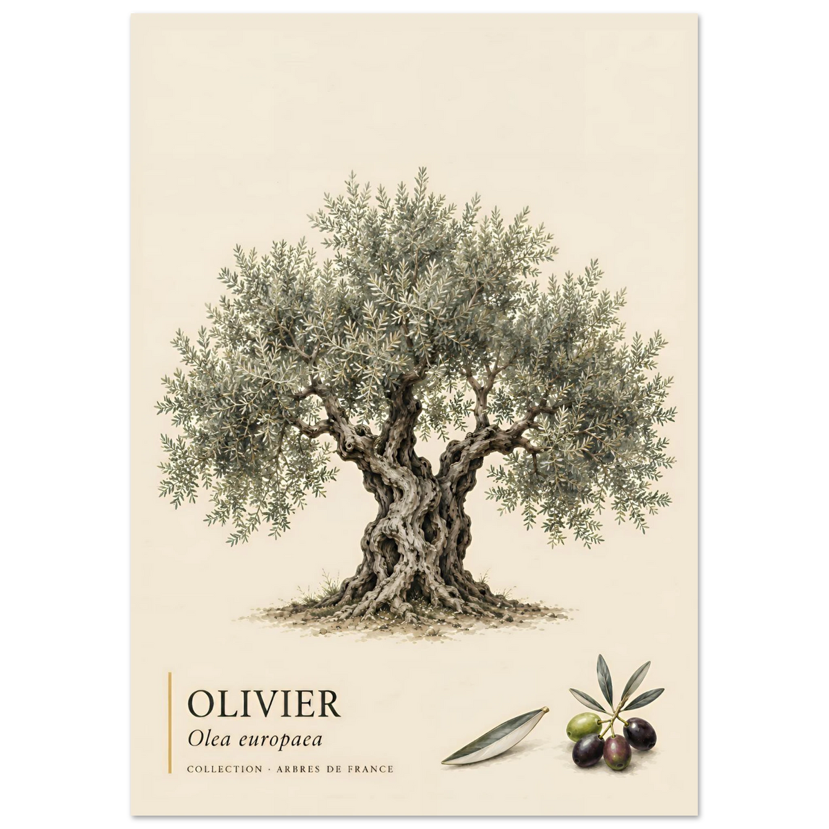 Poster Olivier - Collection Arbres de France