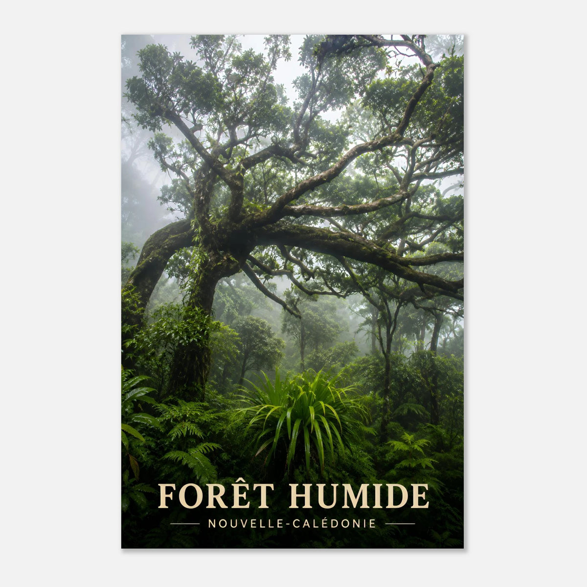 Forêt Humide | Nouvelle-Calédonie