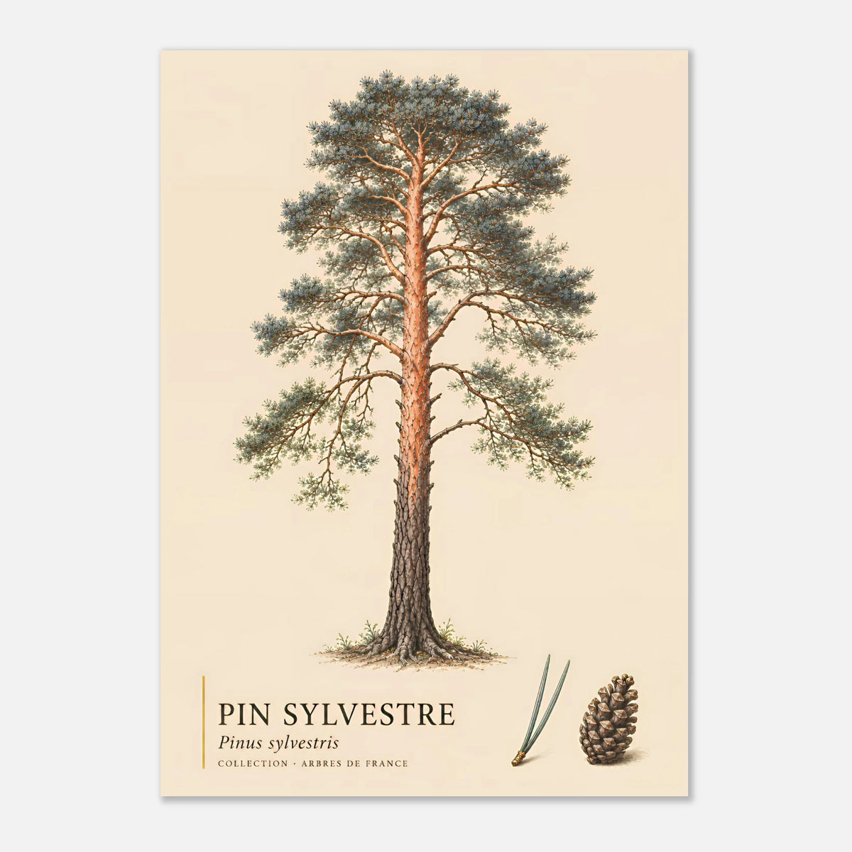 Pin Sylvestre | Collection Arbres de France