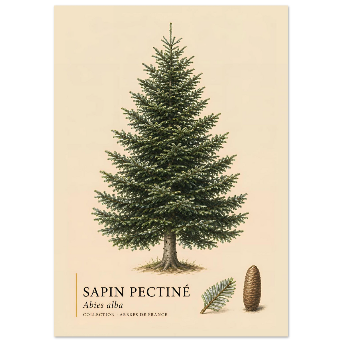 Sapin Pectiné | Collection Arbres de France
