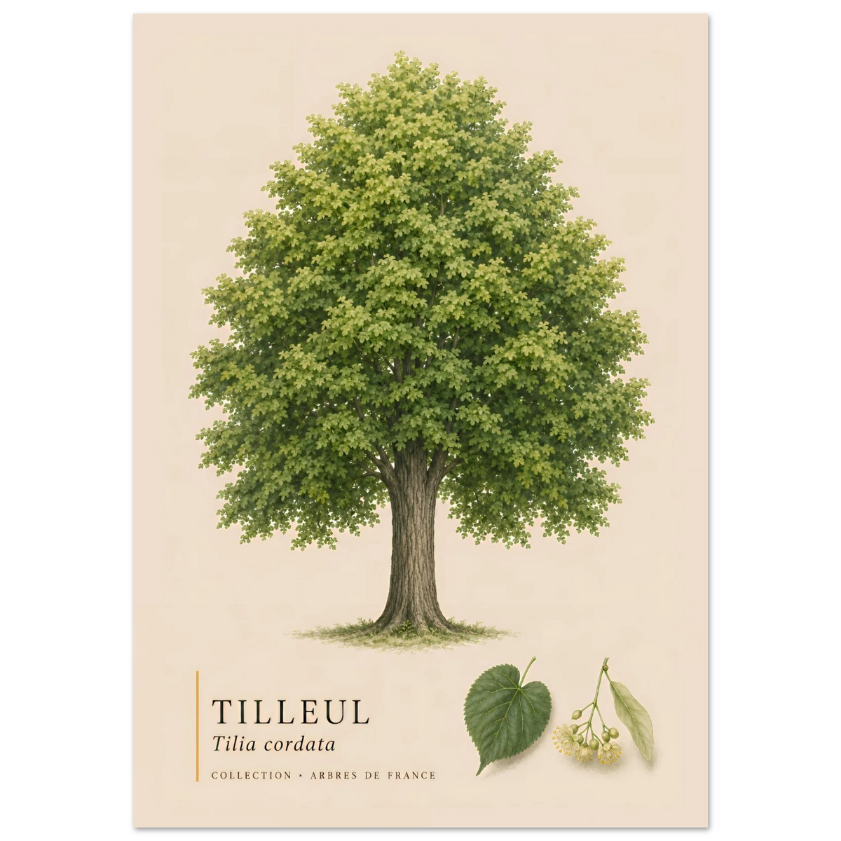 Tilleul | Collection Arbres de France